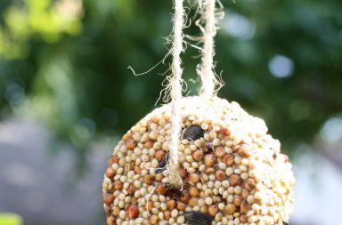 Birdseed Cakes