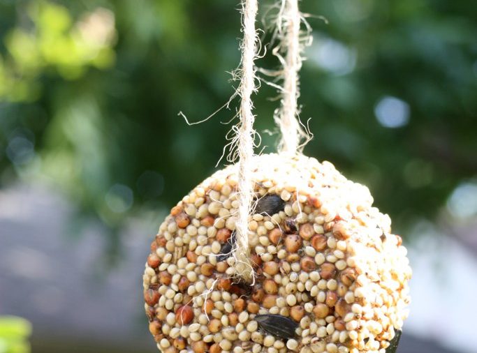 Birdseed Cakes