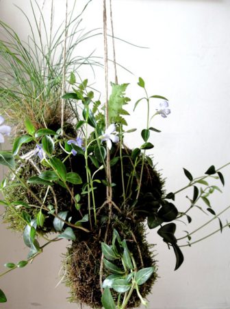 Composizione Kokedama