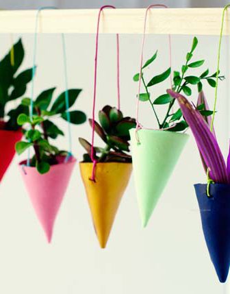 Hanging Plants