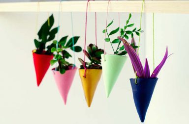 Hanging Plants