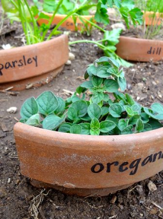 Herb Garden