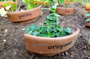 Herb Garden