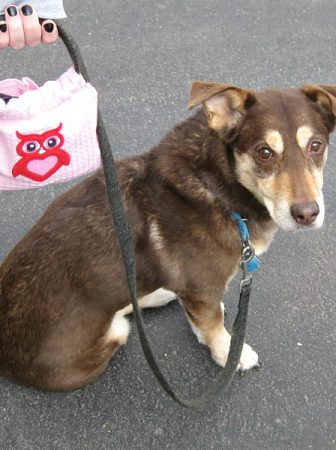 Borsa per cani da passeggio