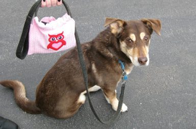 Borsa per cani da passeggio