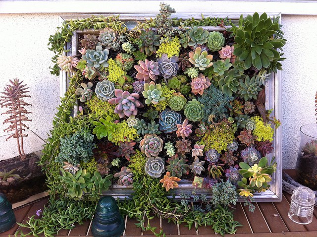 Composizione verticale di piante grasse passion diy Composizione piante grasse giardino