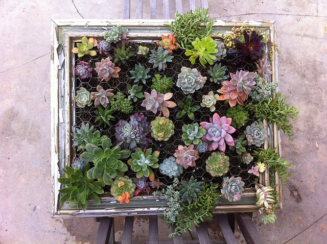 Composizione verticale di piante grasse passion diy Composizione piante grasse giardino